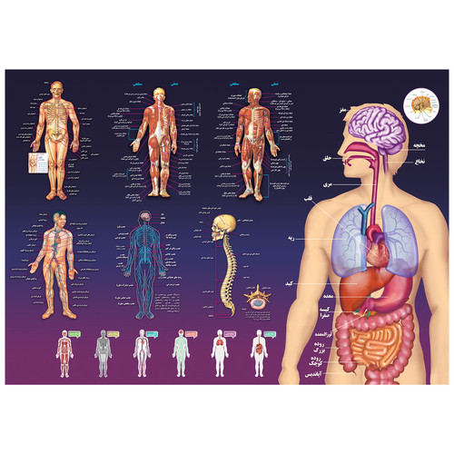 پوستر آموزشی اندیشه کهن طرح آناتومی بدن انسان کد 301