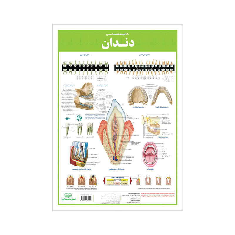 پوستر آموزشی انتشارات اندیشه کهن مدل آناتومی دندان کد 355