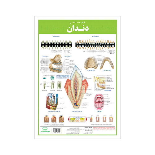 پوستر آموزشی انتشارات اندیشه کهن مدل آناتومی دندان کد 355